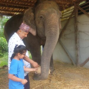 Few Hours with Elephant